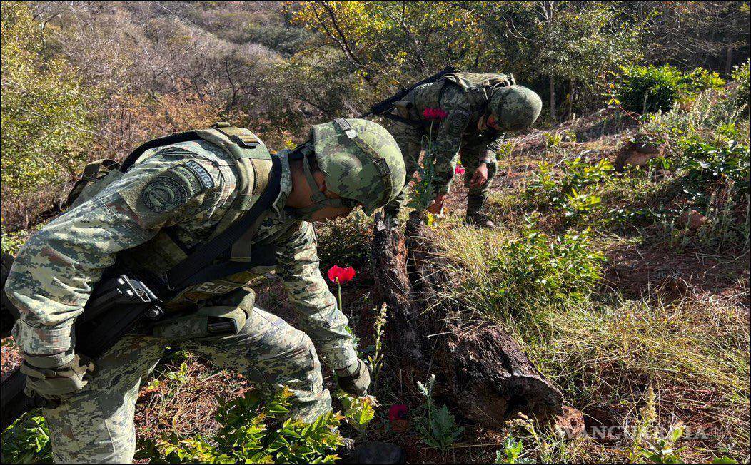$!Sedena encuentra y destruye mega plantío de amapola en zona del Cártel de Sinaloa