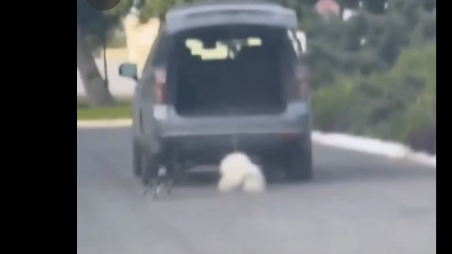 El caso de Rocky pone bajo la lupa las penas establecidas en Coahuila contra quienes cometen crueldad animal.