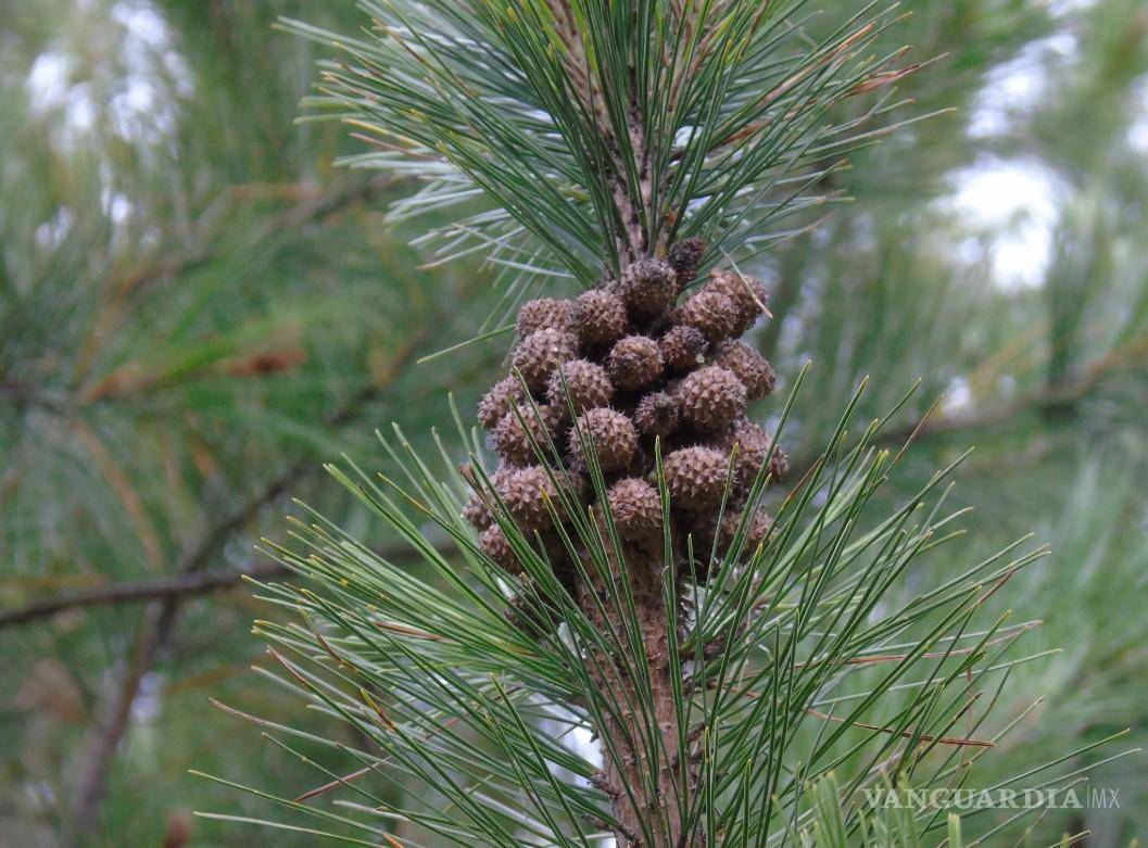 $!Presenta características como forma piramidal, hojas perennifolias en grupos de tres y conos que liberan semillas con calor.