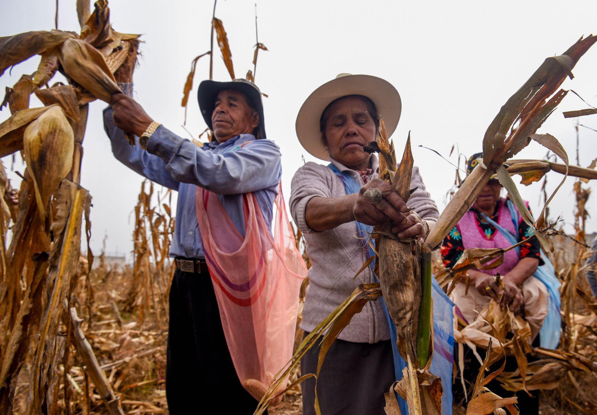Maíz nativo recibirá apoyos, drones y maquinaria en nuevo plan federal