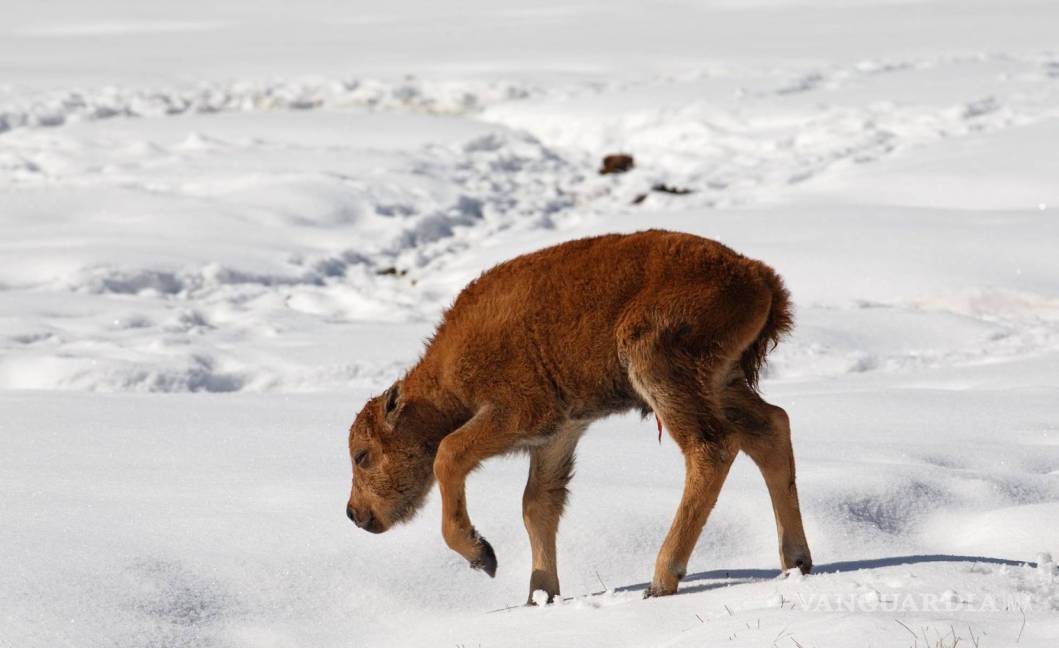$!Nació el primer bisonte del Parque Nacional de Banff de Canadá en 140 años