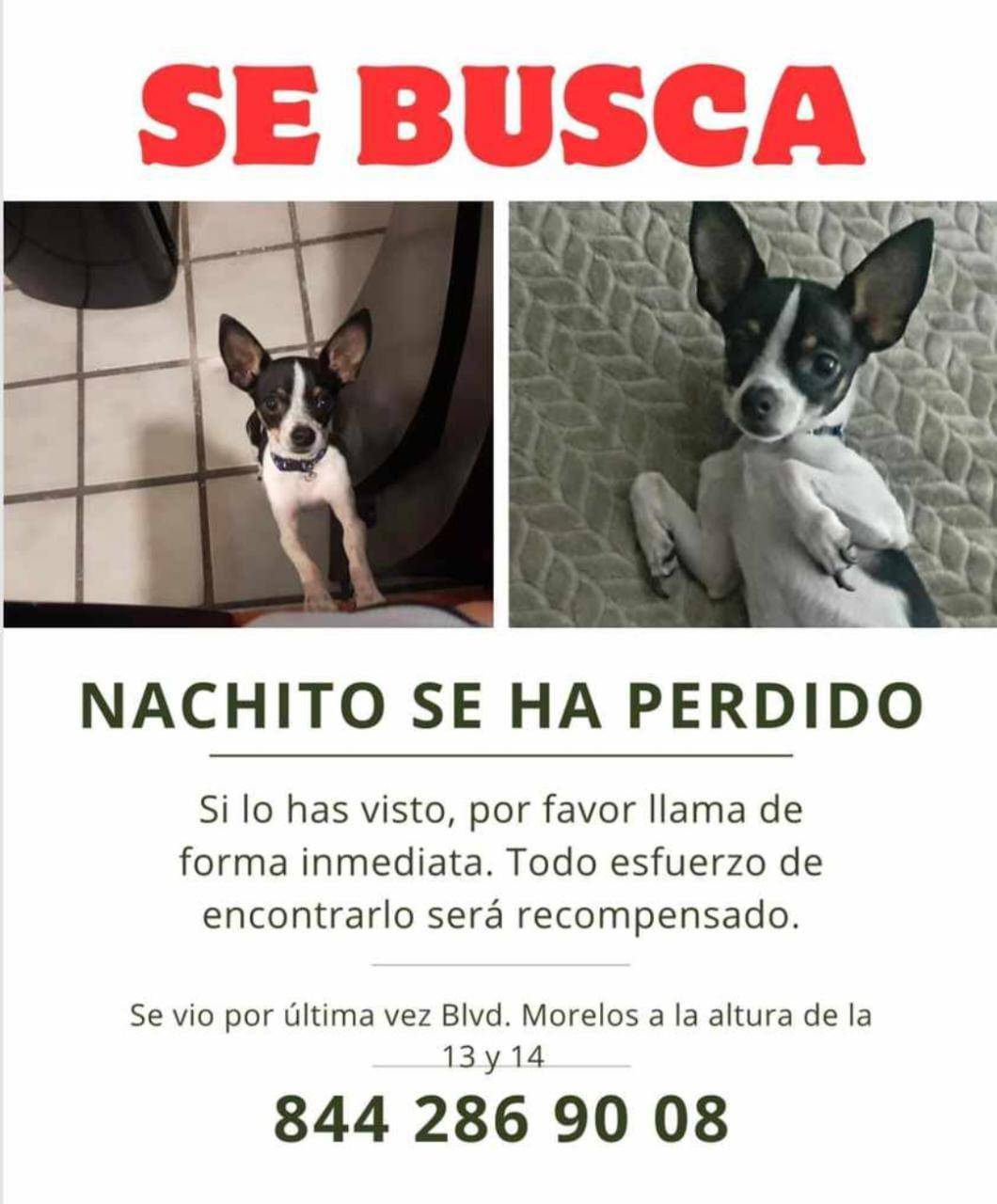$!Buscan en redes sociales a perrito extraviado. Su nombre es Nacho y se perdió en la colonia Morelos, en Saltillo