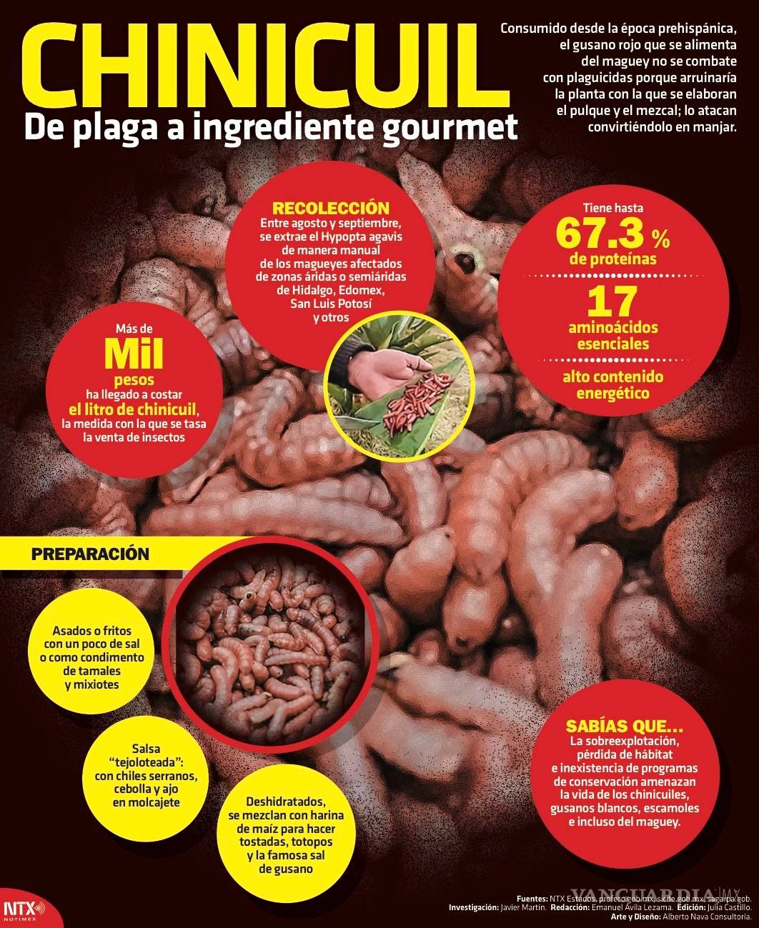 $!Gusano de Maguey, el codiciado manjar de la gastronomía mexicana