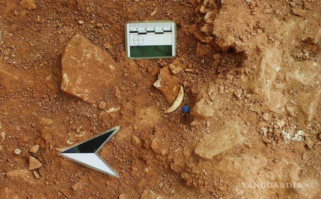 $!Encuentran un esqueleto de lince ibérico de hace un millón de años en España