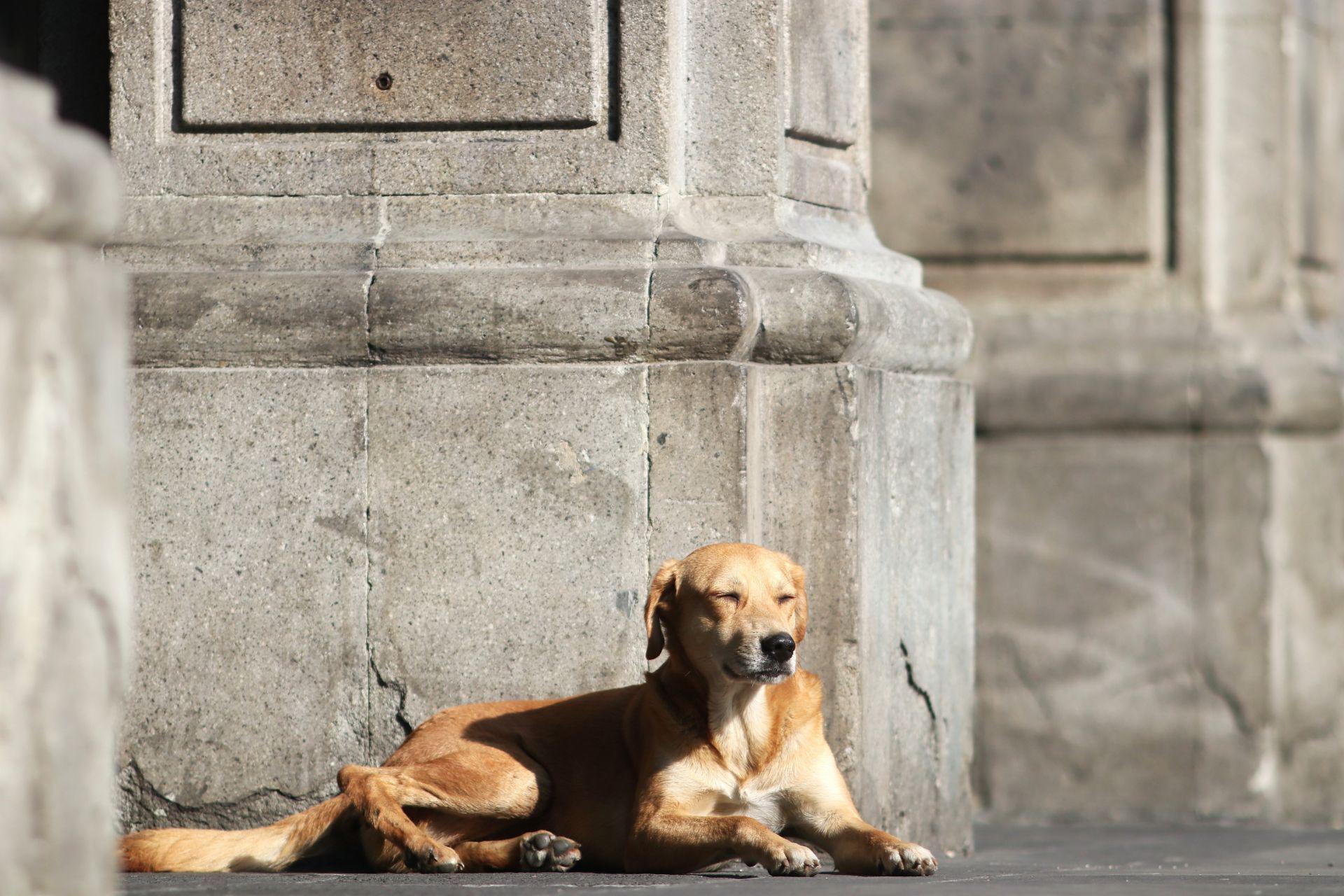 Perro ‘caramelo’, razones por las que es reconocida como la nueva raza mexicana