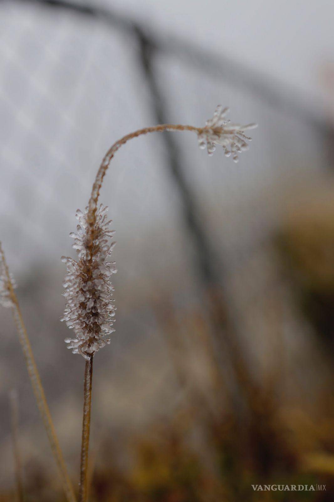 $!El hielo también se ha hecho presente debido a las bajas temperaturas y el viento.