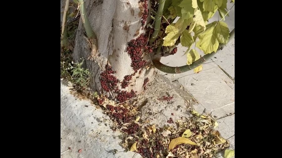 La presencia de la chinche del arce en colonias como Misión Cerritos, Mirasierra y Saltillo 2000 generó alarma entre vecinos.