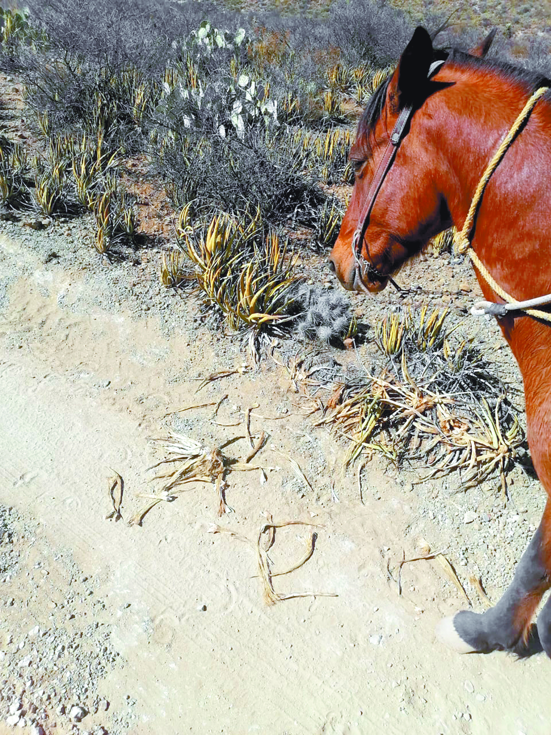 $!Pobladores de ejido de Ramos Arizpe acusan al ex diputado Luna Canales de usar influencias para perjudicarlos