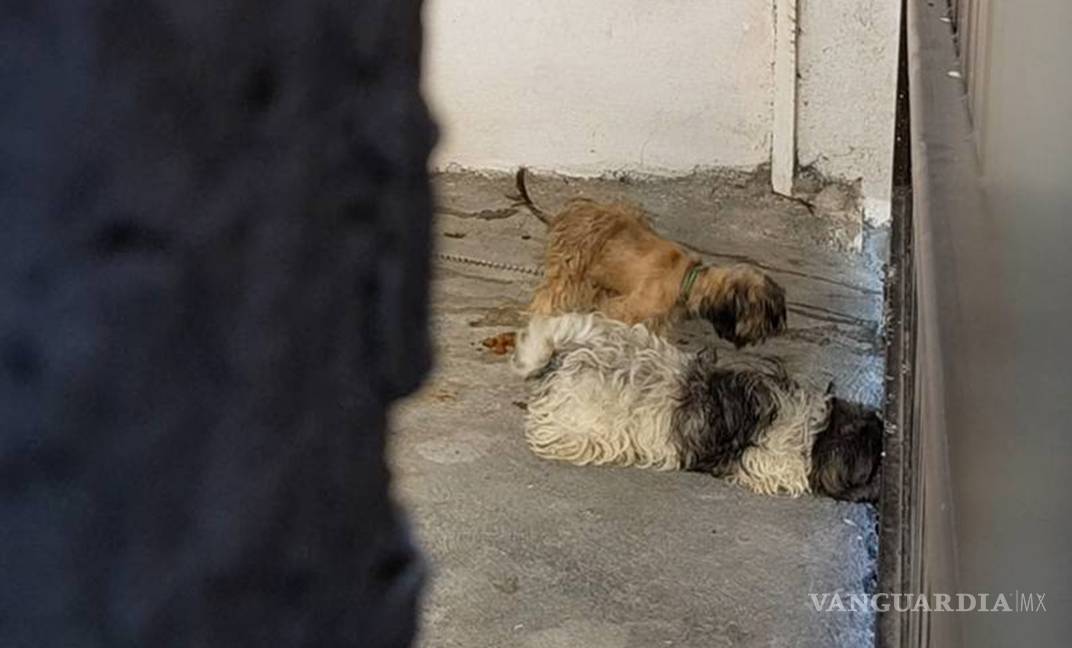 Familia se deshace de los perros Shih Tzu que tenían "secuestrados" en Frontera