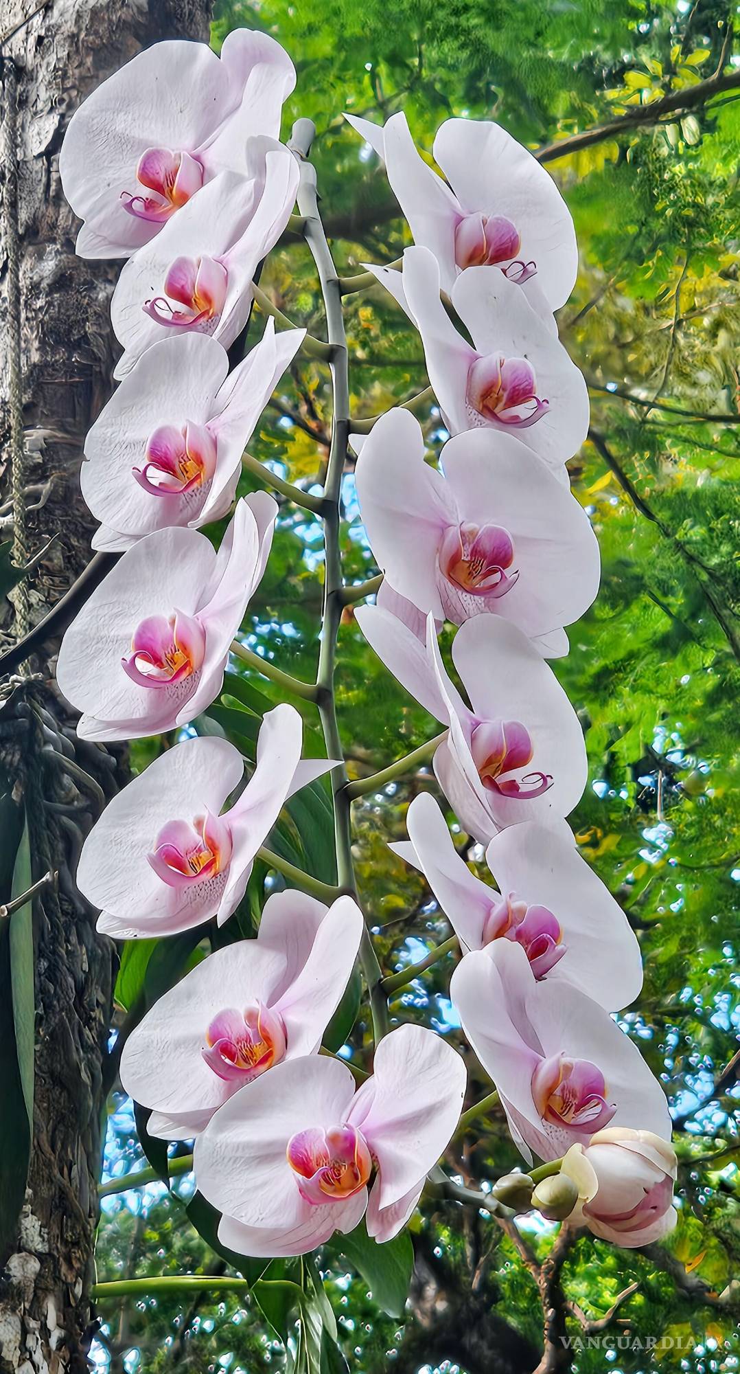 $!Phalaenopsis amabillis.