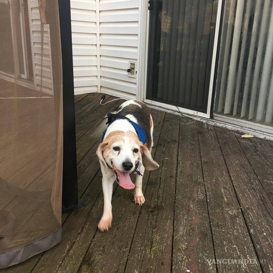 $!Perro con obesidad mórbida tiene radical cambio tras dieta y ejercicio