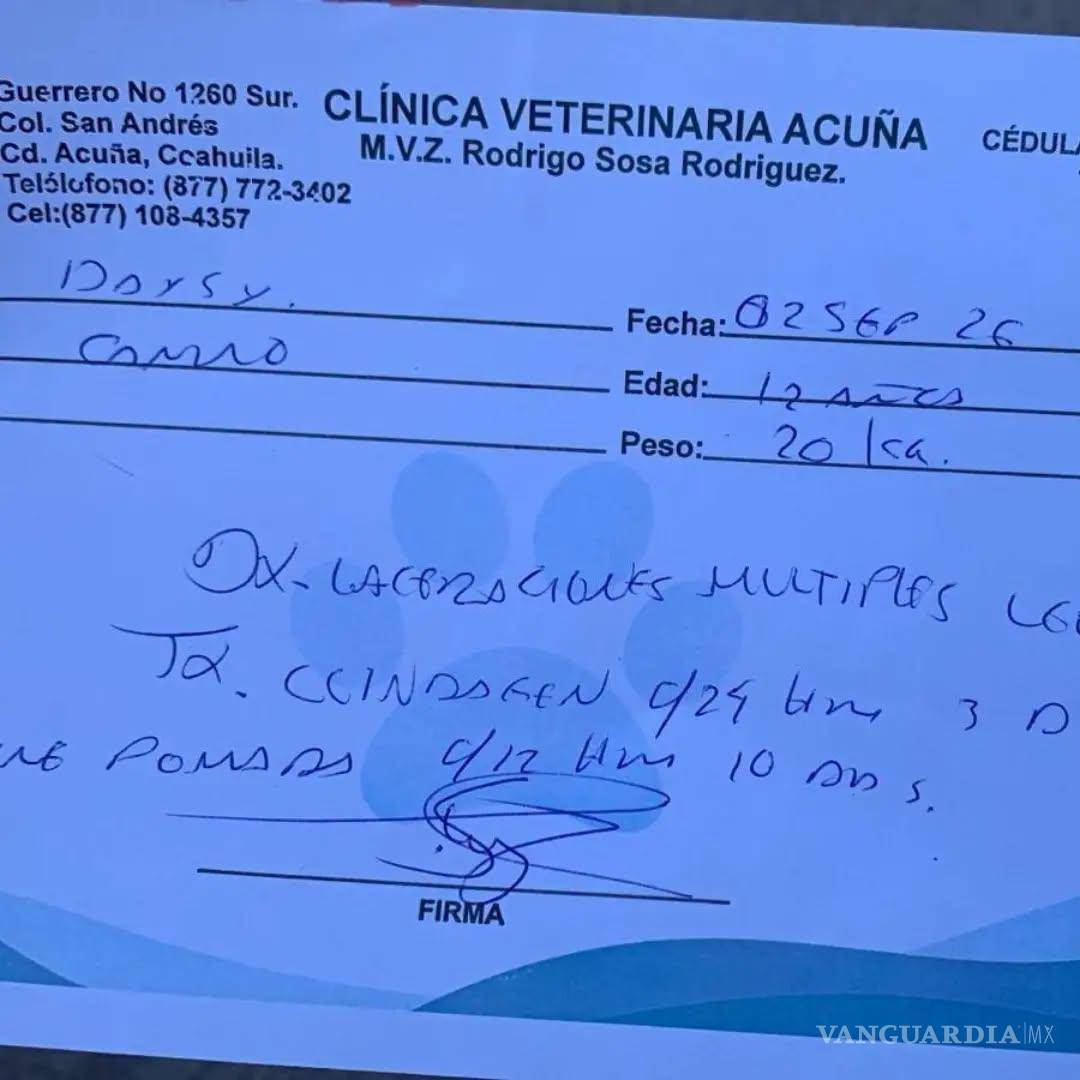 $!El animal permanece bajo cuidado de su familia y recibe atención veterinaria, de acuerdo con el seguimiento difundido por la organización protectora.