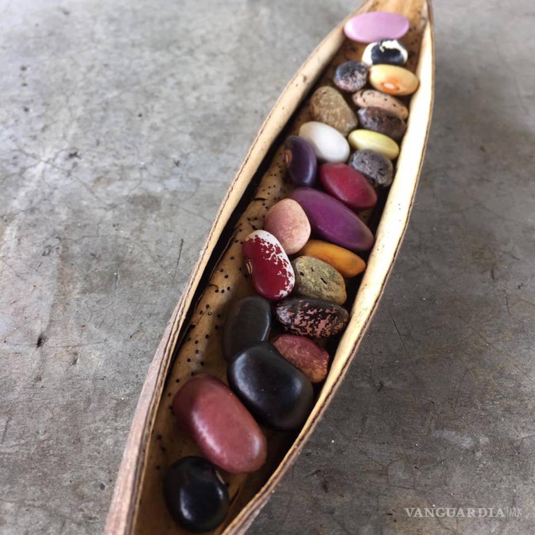 $!Una vaina con diferentes clases de frijoles e el estado de Morelos (México). EFE/Raúl Cortés