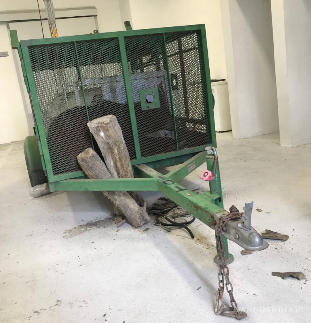 $!Así pasó sus últimos días el oso 34, capturado y castrado en NL.