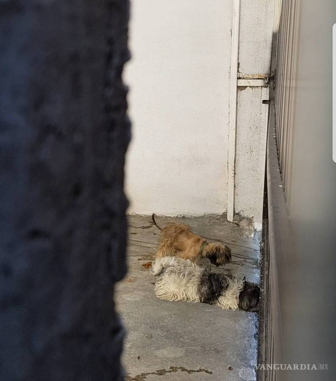 $!Mujer se niega a liberar los perros Shih Tzu en Frontera