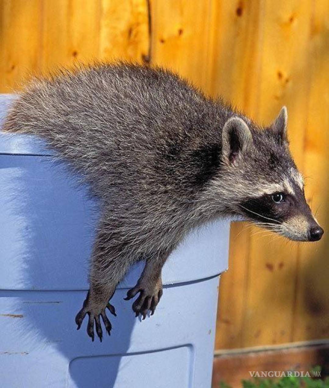 $!Coyotes, focas y águilas son los animales salvajes que conquistan Nueva York