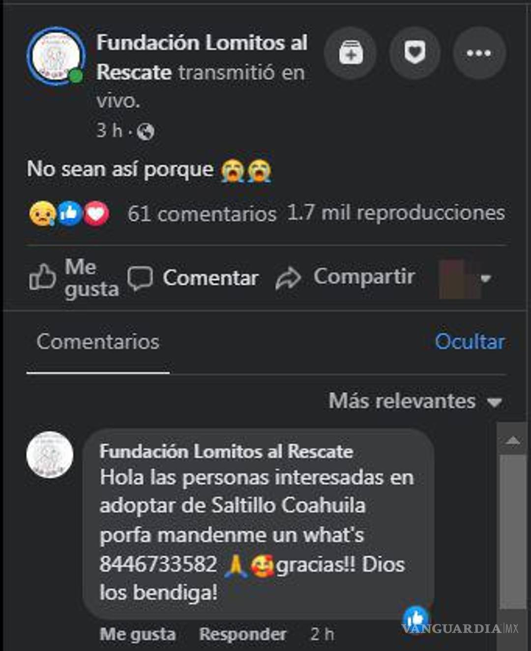 $!Rescatan a cachorritas en lote baldío. Fundación busca hogar para lomitos.