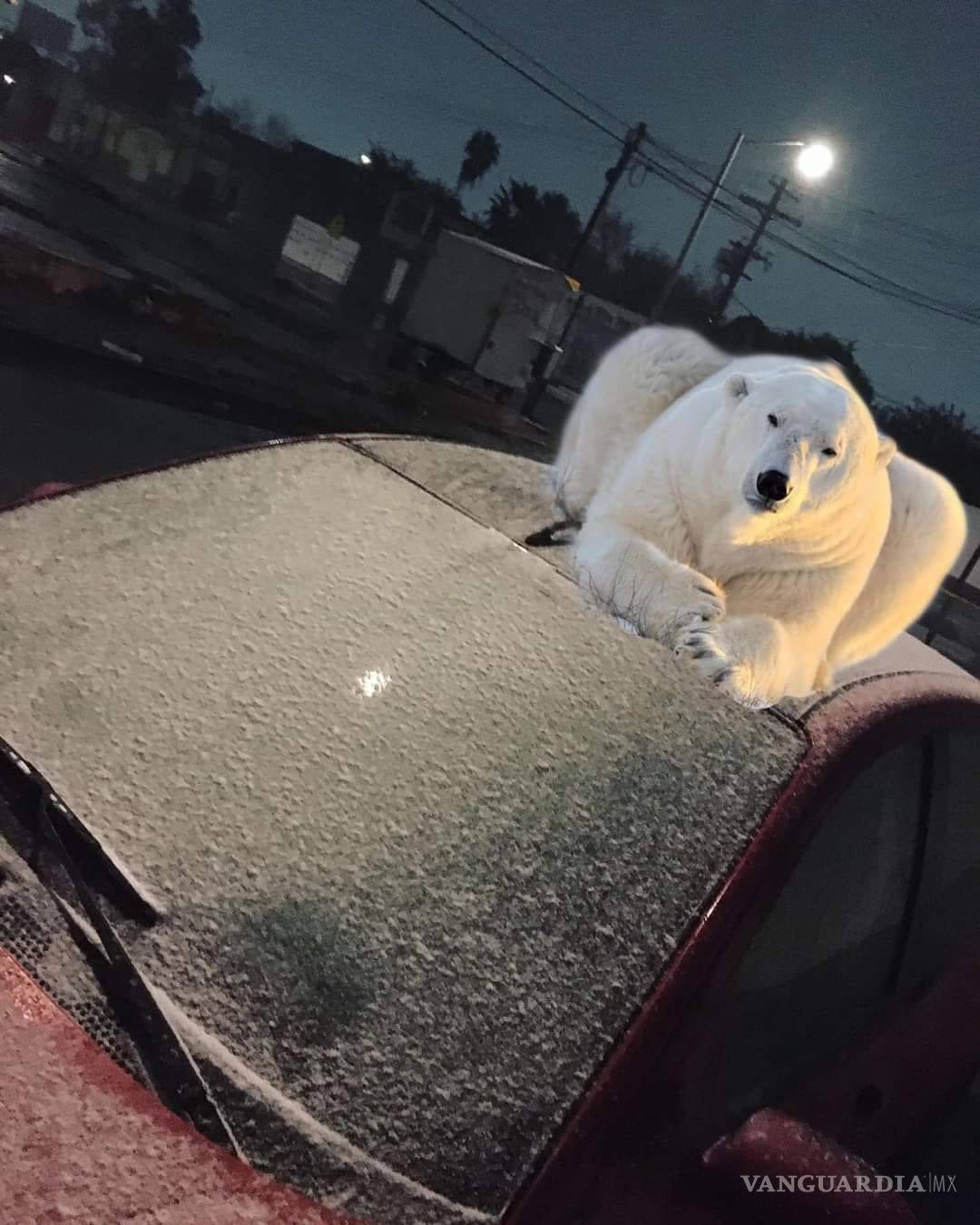 $!Los ‘osos polares’ llegan a Monclova