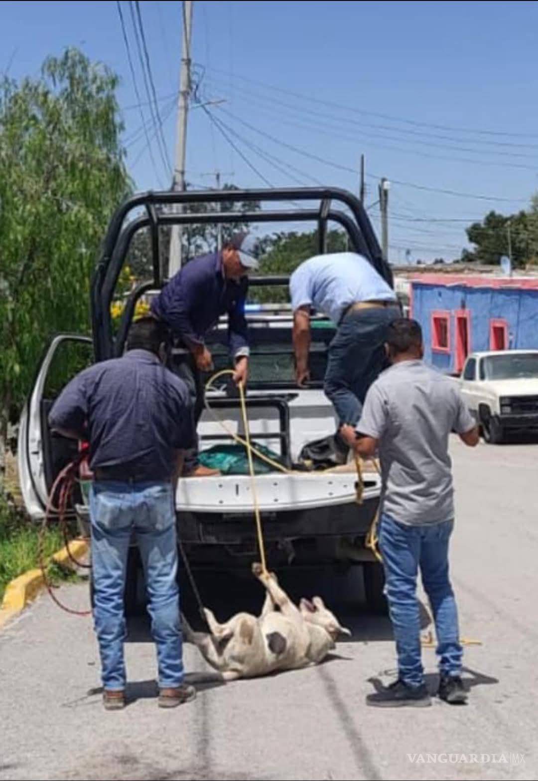 $!La patrulla ambiental utilizó cuerdas improvisadas para someter a los perros, lo que provocó indignación entre vecinos que presenciaron el operativo.