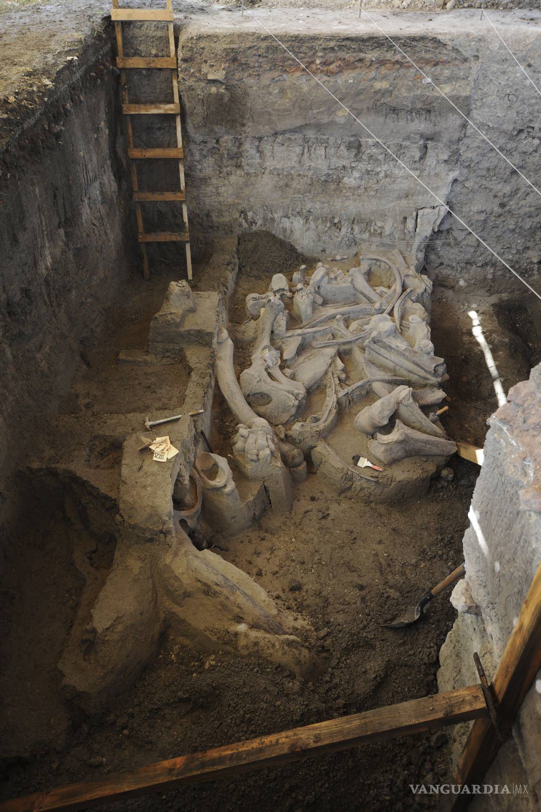 $!Hallan restos de un mamut de hace 13 mil años en México