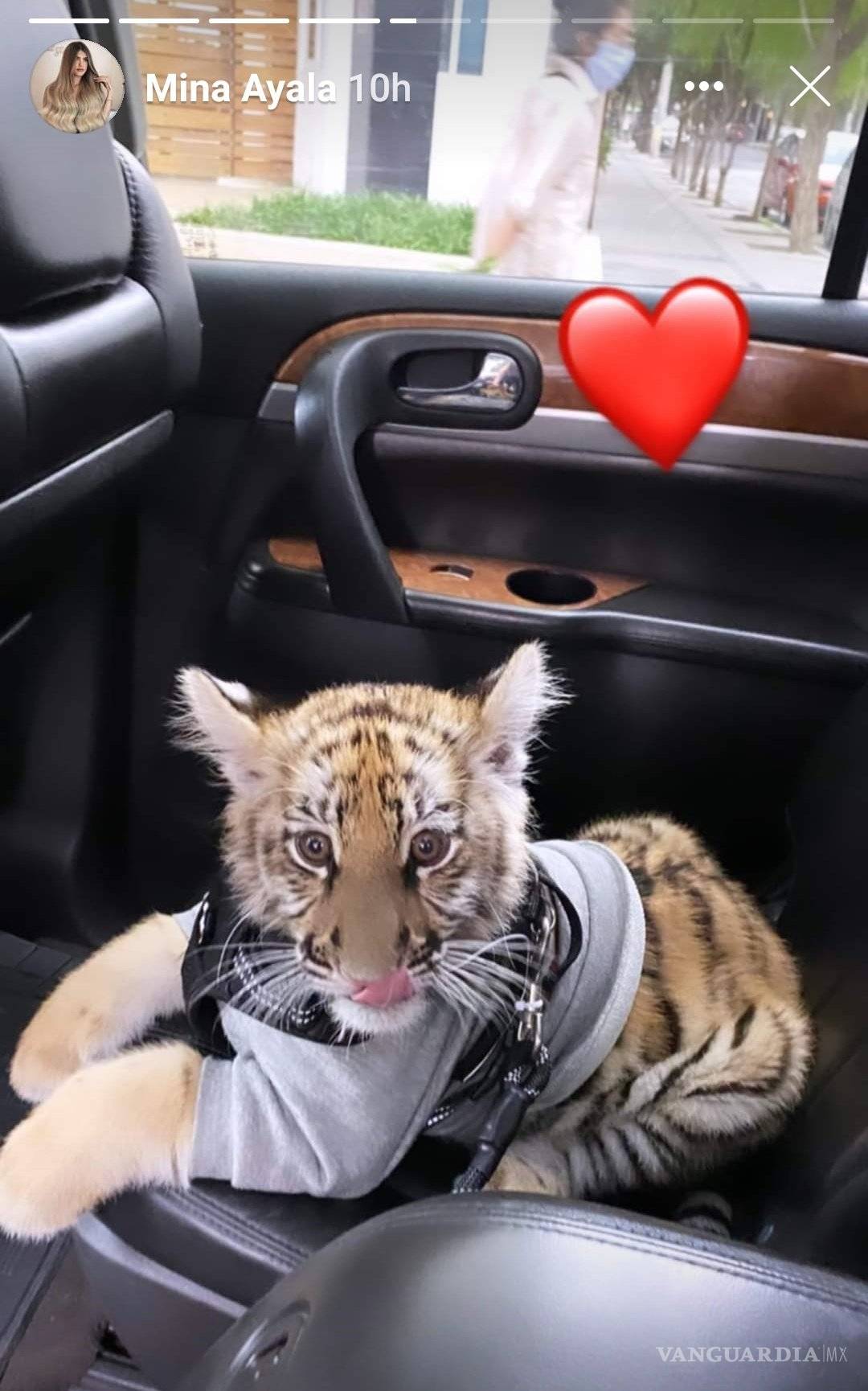 $!Profepa no encuentra a cachorro de tigre que fue visto en Polanco