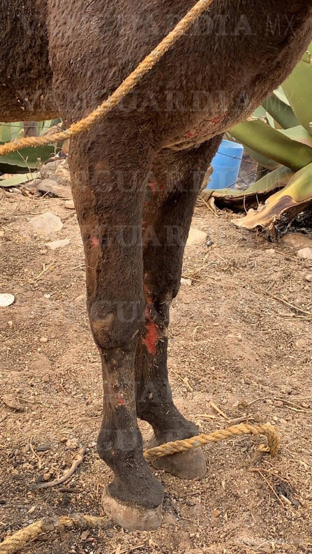 $!Fuego no cede: Así se vive desde adentro el incendio en la Sierra de Artega