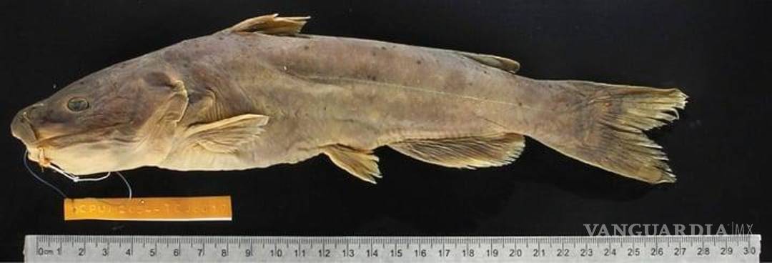 $!La nueva especie fue descubierta por investigadores de la UJED.