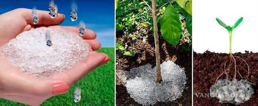 $!Expertos de Colombia y México participan en el proyecto de hidrogeles biodegradables para cultivos del semidesierto.