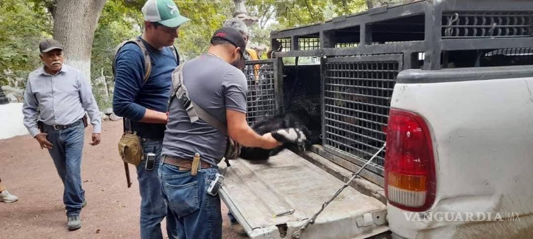 $!Equipo de rescate de osos. En 2012, 22 de estos animales fueron rescatados. En este año van 32. hasta octubre.