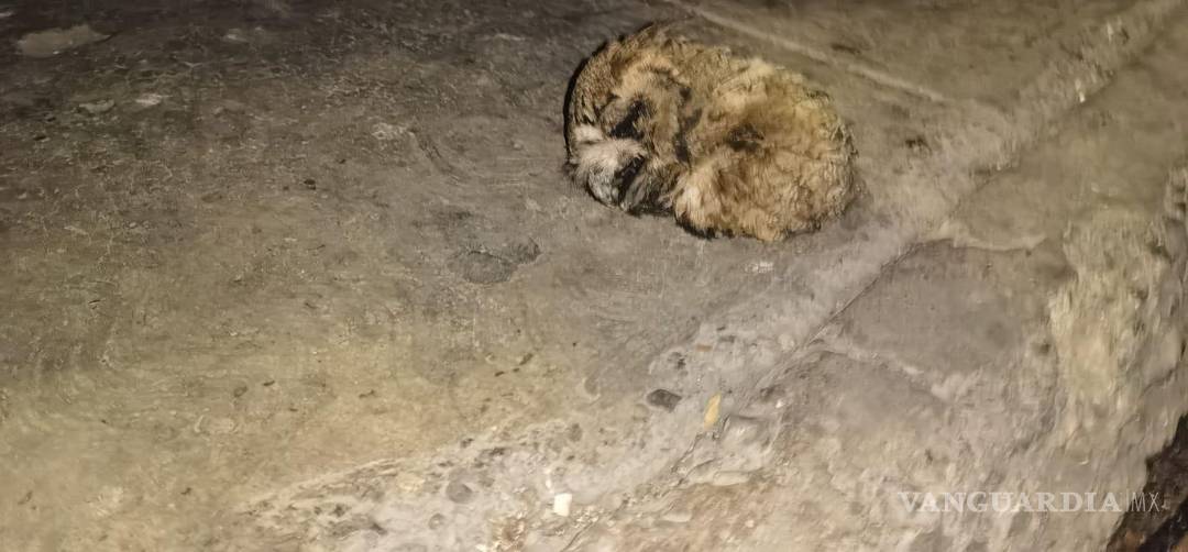 $!Usuario compartió la imagen de una lechuza muerta sobre la banqueta en la colonia Bellavista, evidenciando las amenazas que enfrentan estas aves en la ciudad.