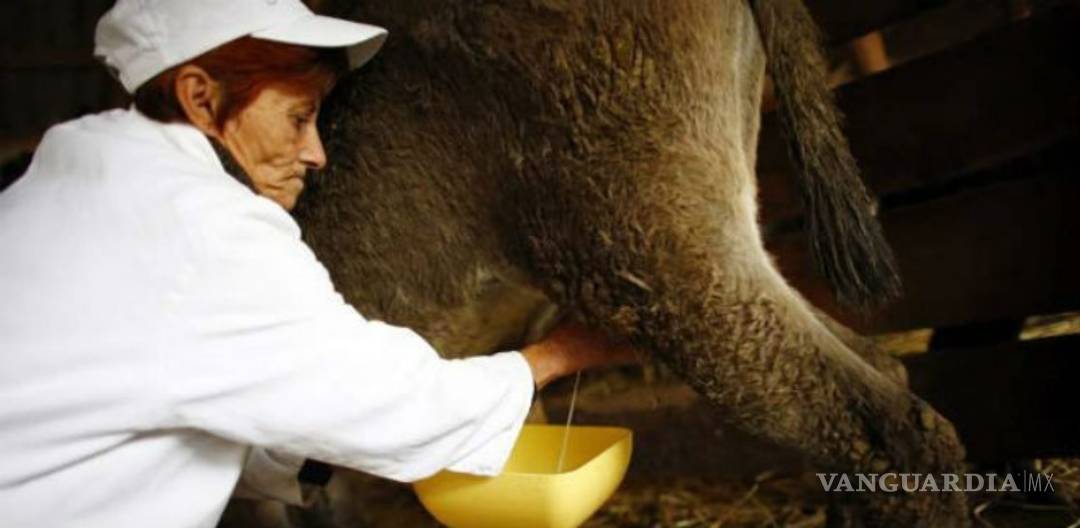 $!Usan leche de burra para hacer el queso más caro del mundo, cuesta mil euros el kilo