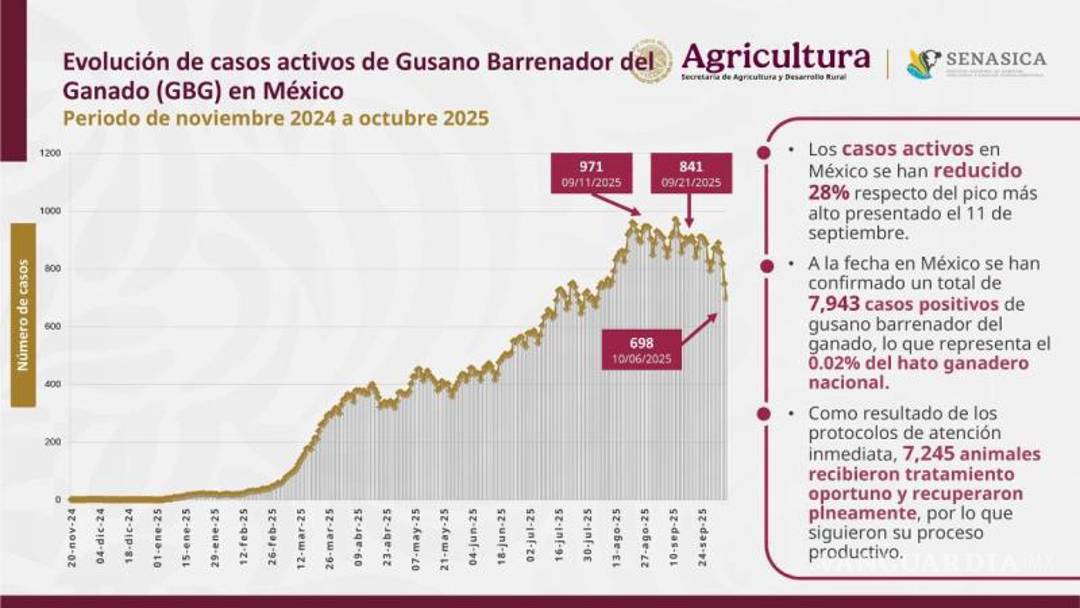 $!Del 11 de septiembre al 6 de octubre, los casos de gusano barrenador de ganado disminuyeron de 971 a 698, lo que representa una reducción del 28 % gracias a las medidas de control implementadas.