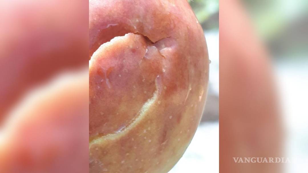 $!Las lluvias y la caída de granizo afectó a 70 hectáreas de manzana.