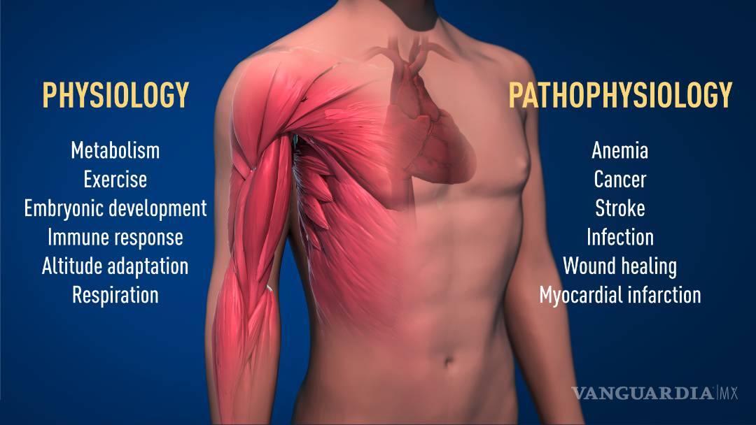 $!William G. Kaelin, Gregg L. Semenza y Peter J. Ratcliffe, ellos son la ganadores del Premio Nobel de Medicina
