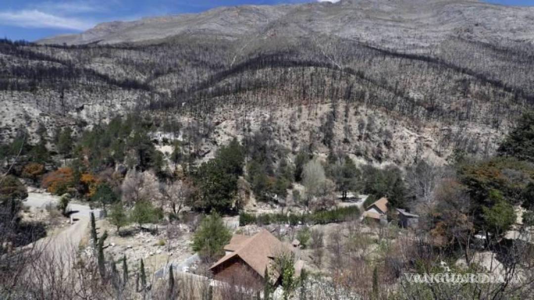 $!Reforestar este punto de la zona serrana de Arteaga, en Coahuila, tardará decenas de años.