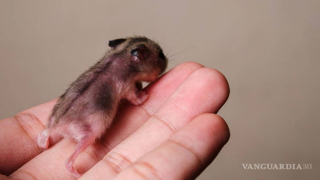 $!Logran que dos ratonas tengan crías, rompiendo reglas de la reproducción