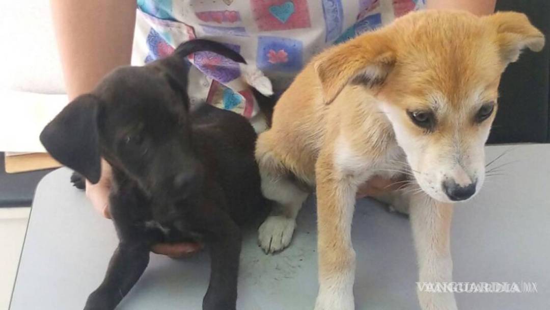 $!Los cachorros son los que tienen mejor suerte cuando buscan un nuevo hogar.