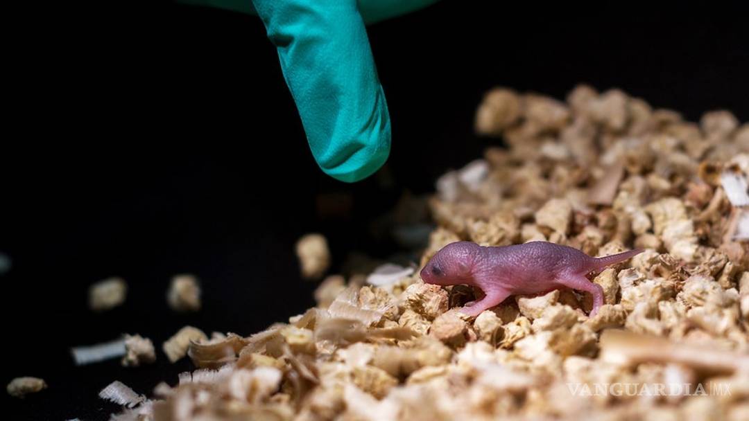 $!Logran que dos ratonas tengan crías, rompiendo reglas de la reproducción