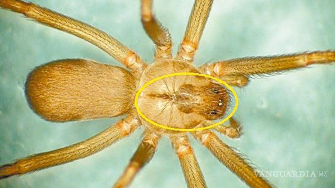 $!La mordedura de una araña violinista puede generar serias complicaciones de salud, sobre todo en infantes, adultos mayores y animales de compañía.