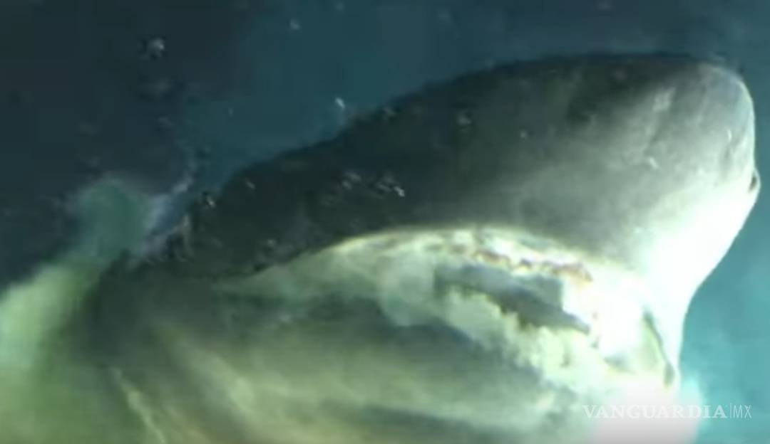 Captan en Golfo de México tiburón gigante más antiguo que los dinosaurios
