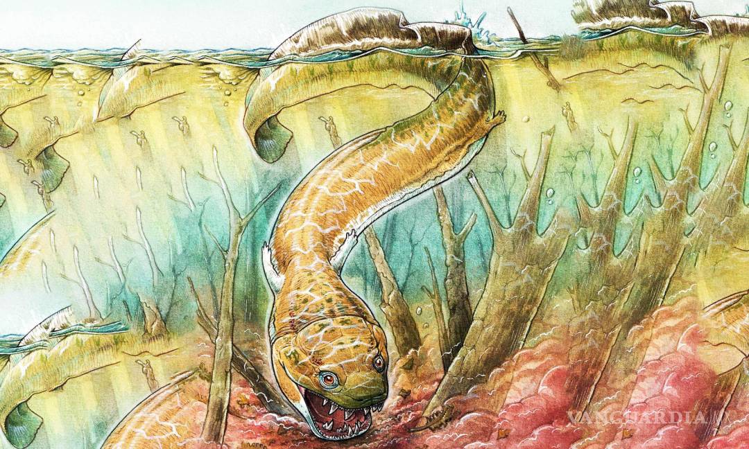 $!Gaiasia jennyae; ¿existían salamandras gigantes antes de los dinosaurios?