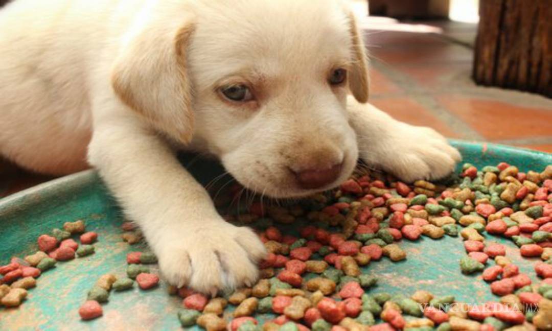 $!¿Por qué le compras a tu mascota comida 'sin cereales'?
