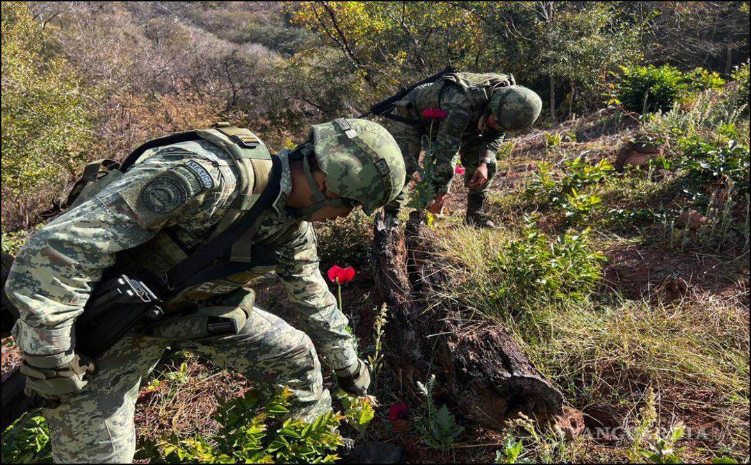 $!Sedena encuentra y destruye mega plantío de amapola en zona del Cártel de Sinaloa