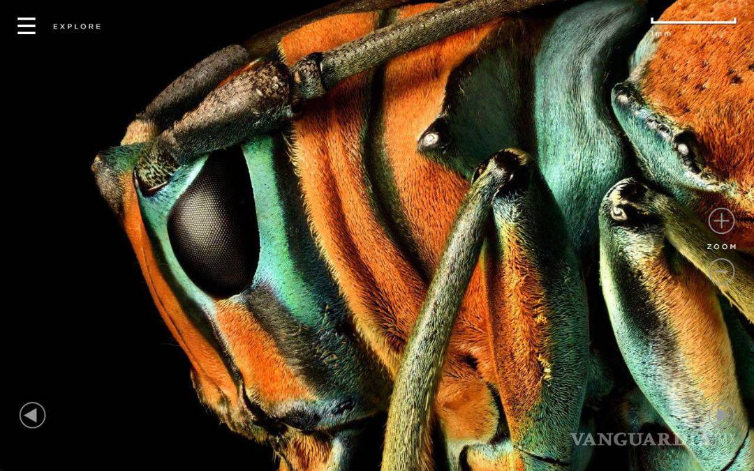 $!La exposición Insecta presenta imágenes de insectos con un nivel de detalle impresionante, capturados con hasta 10 mil tomas por el fotógrafo británico Levon Biss.