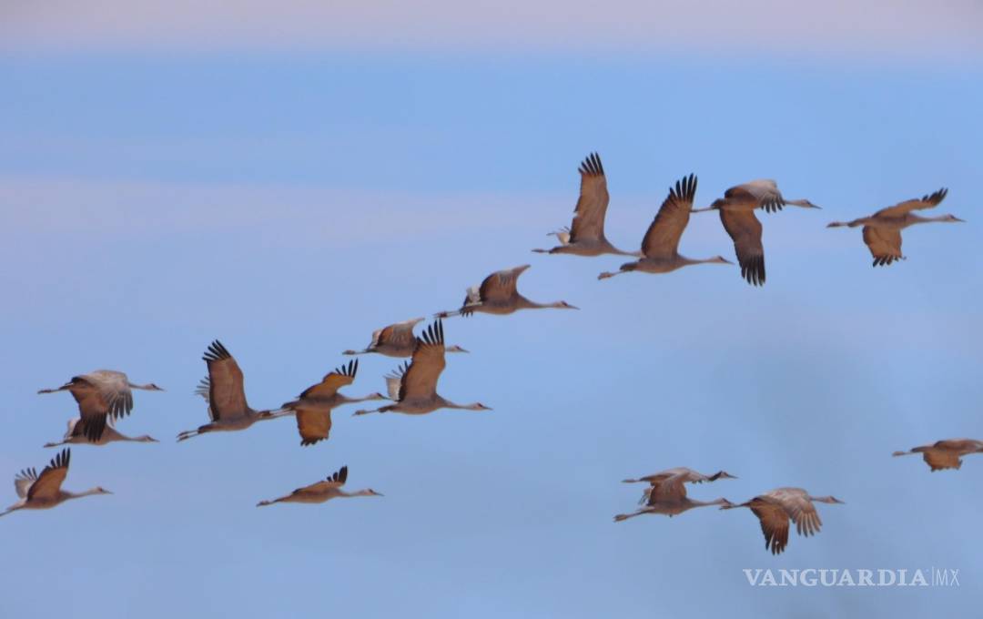 $!Especialistas realizaron el Conteo de Aves de Medio Invierno en cinco cuerpos de agua de la Región Sureste.