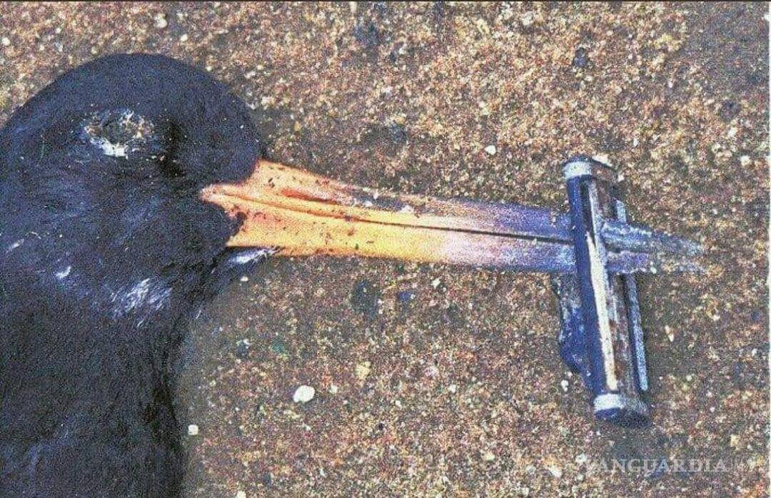 $!Más plástico que peces en el mar, predicción para el 2050