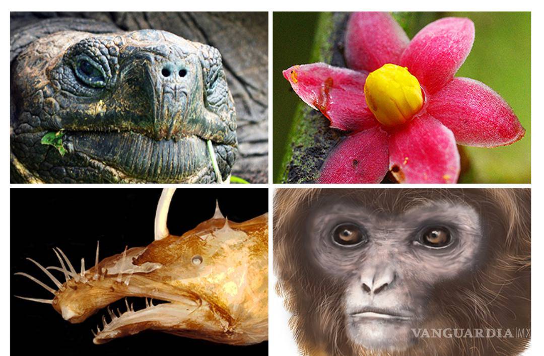 $!Un rape muy feo y una Drosera magnifica, las nuevas especies más raras