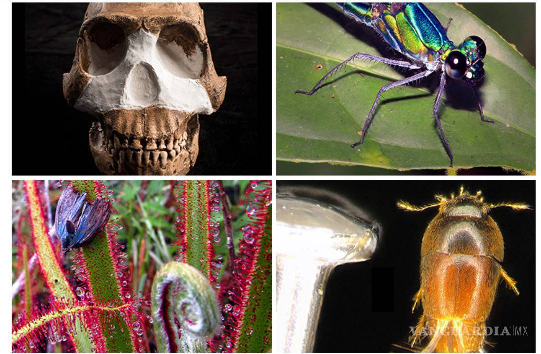 $!Un rape muy feo y una Drosera magnifica, las nuevas especies más raras