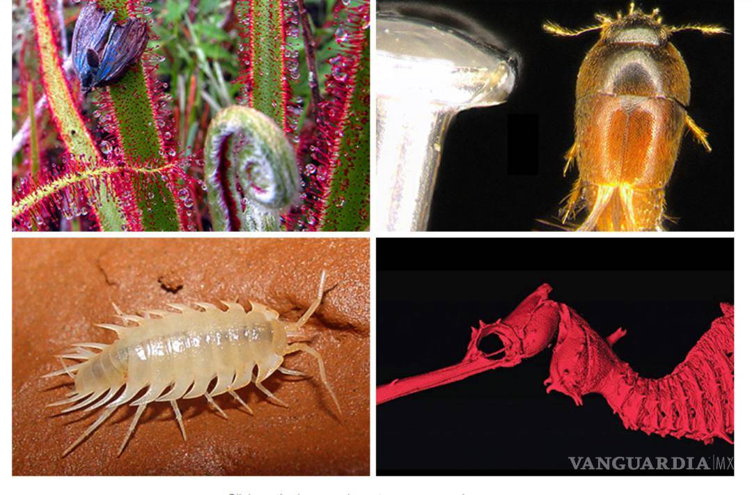 $!Un rape muy feo y una Drosera magnifica, las nuevas especies más raras