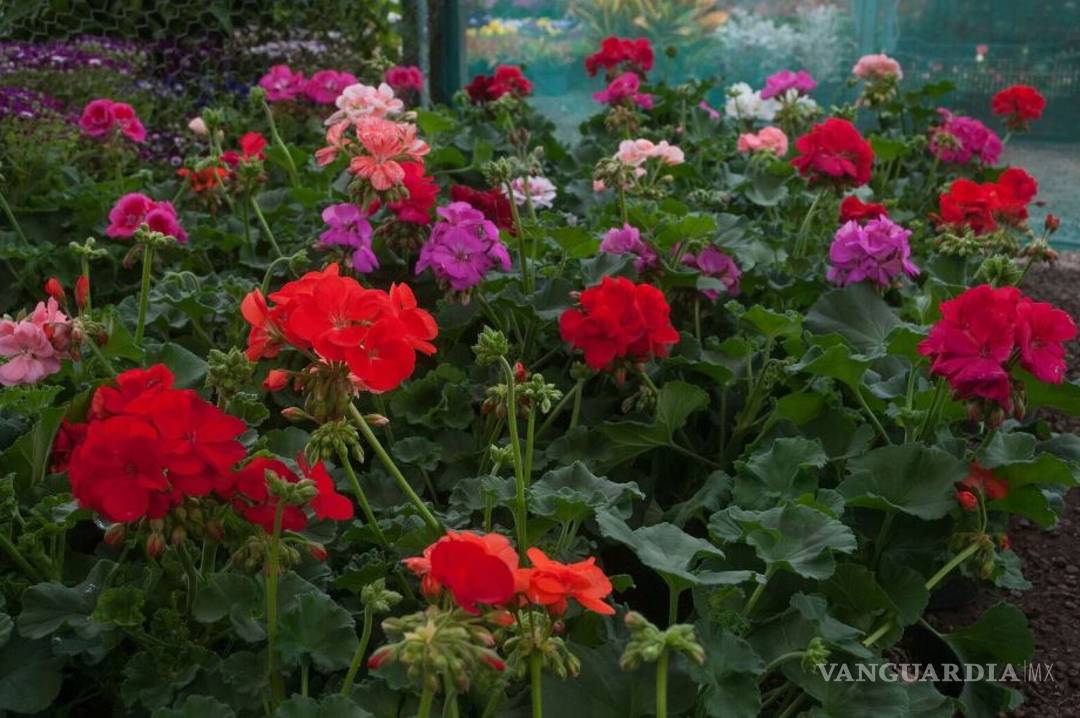 $!Listos productores nacionales para atender demanda de flores por 14 de febrero